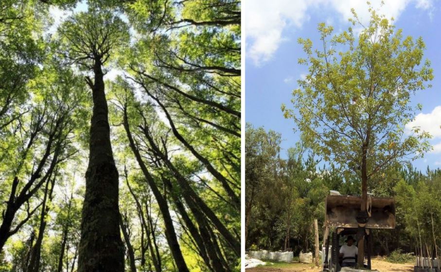 El encino: un árbol ideal para refrescar tu hogar y ciudad