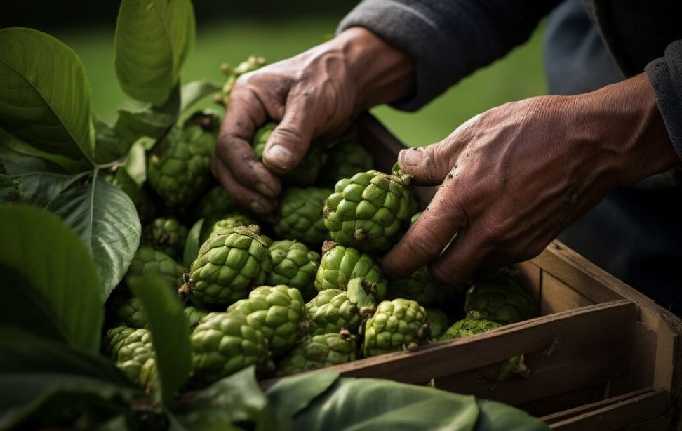 Foto: Cortesía ¿Qué es el noni y por qué es tan valorado?