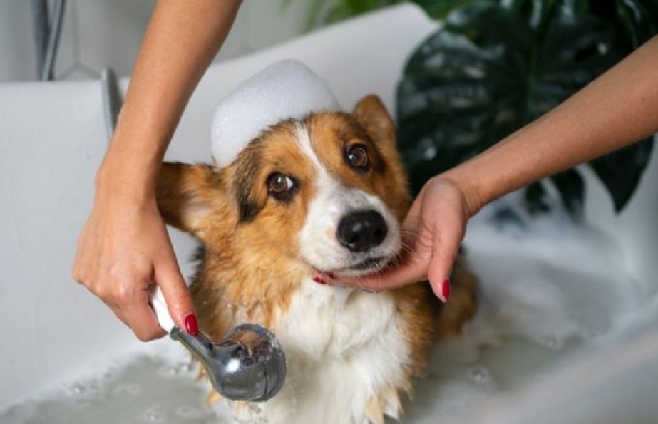 Foto: Cortesía ¿Es bueno bañar seguido a tu perro en época de calor?