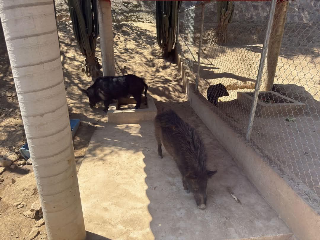 Foto: Cortesía Incidente en el Zoológico del Altiplano: Jabalíes atacan a sus crías tras intervención de visitantes