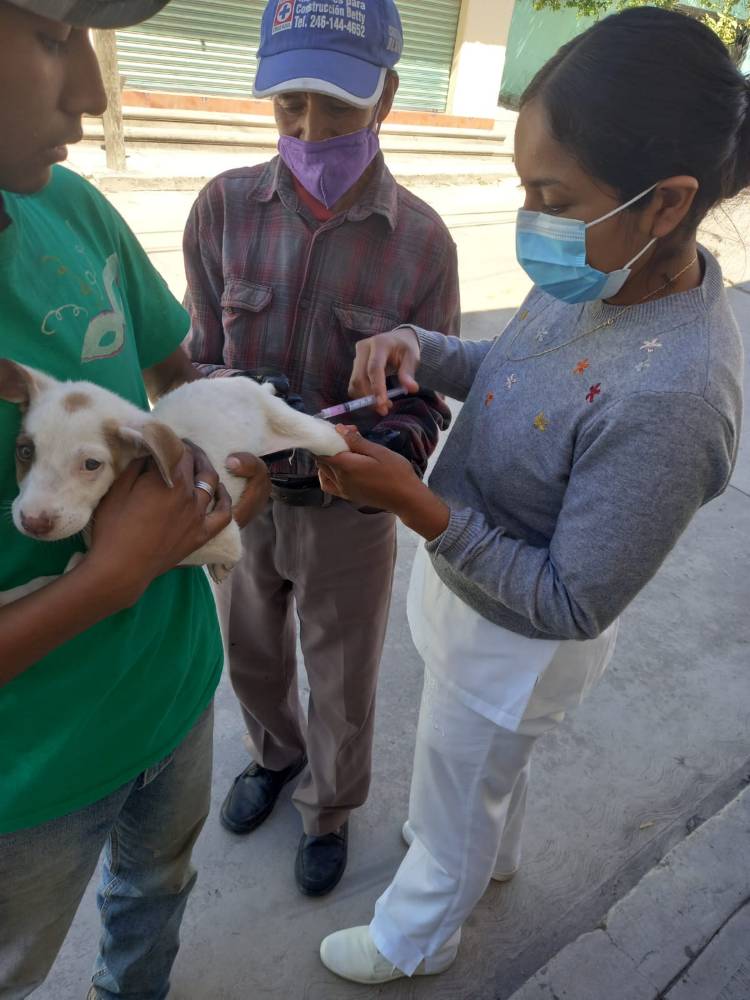 ¡Protege a tus mascotas! Jornada de Vacunación Antirrábica en Tlaxcala