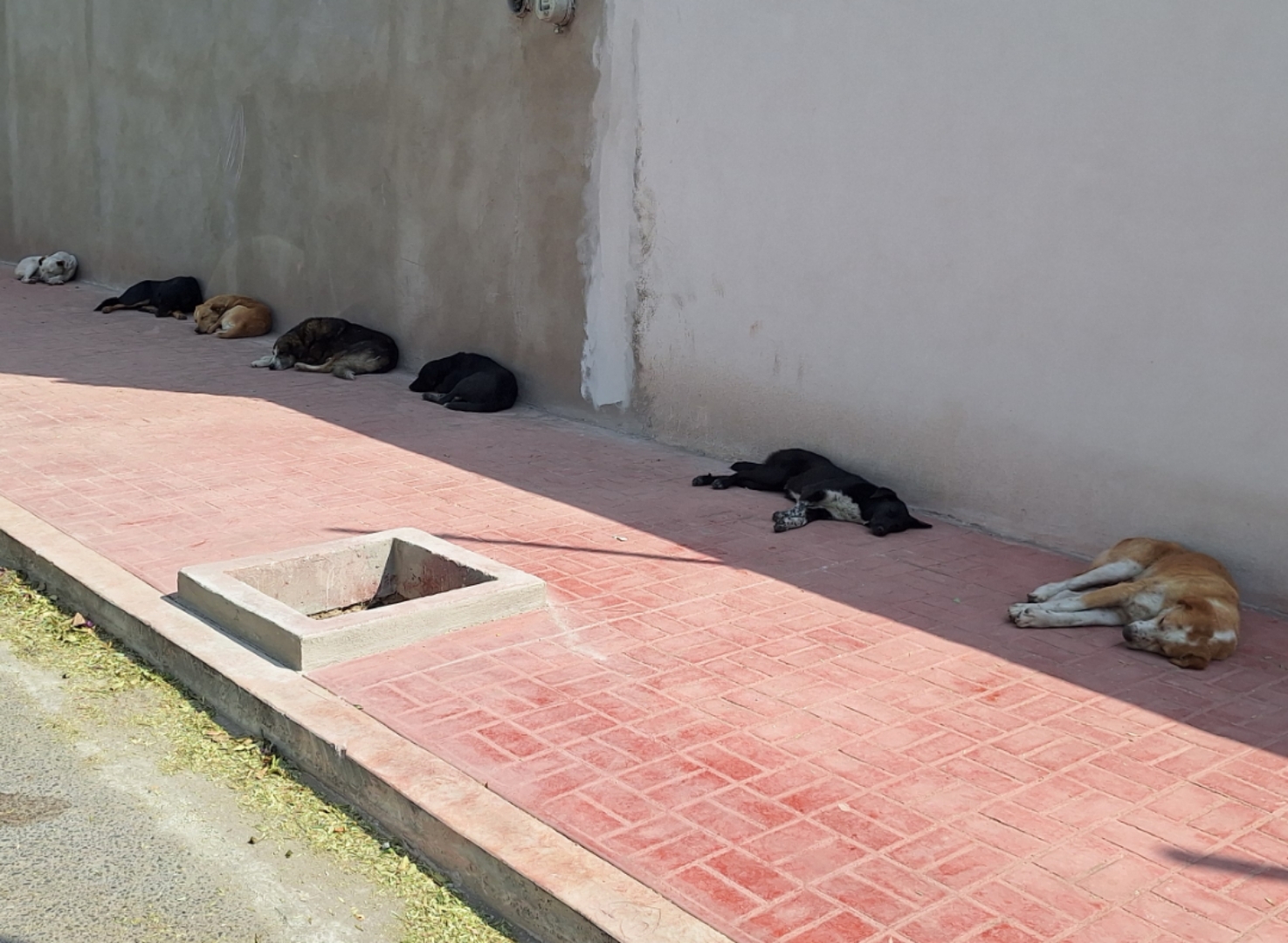 Suman 40 municipios en presentar reglamento de Bienestar Animal en Tlaxcala