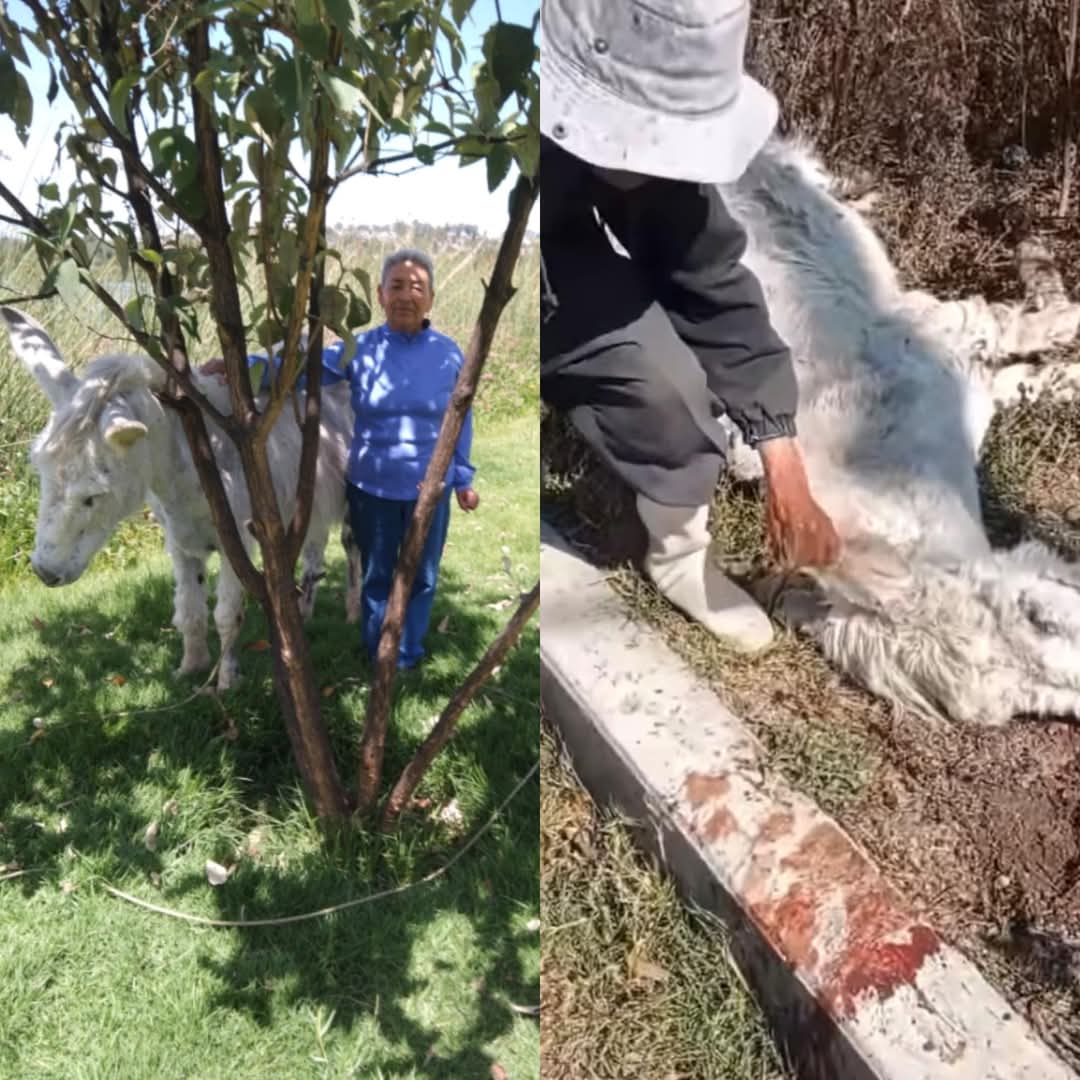 Foto: Cortesía  Asesinan a la burra "Pechocha" en Tlaxcala: Exigen justicia