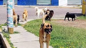  Tlaxcala impulsa reforma para proteger a los animales y fomentar su respeto