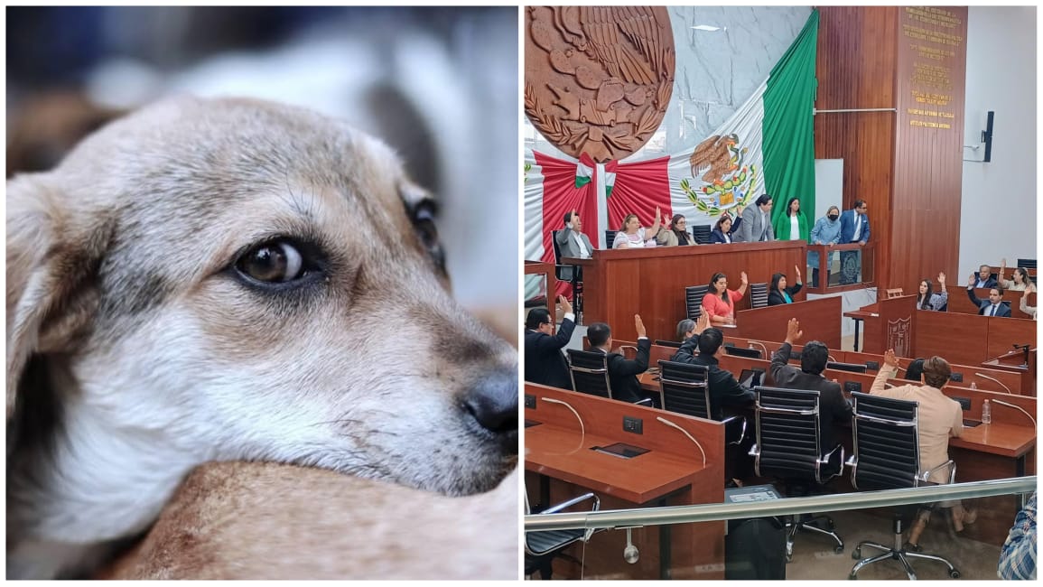 Foto: Cortesía Congreso de Tlaxcala impulsa reformas para la protección y respeto hacia los animales