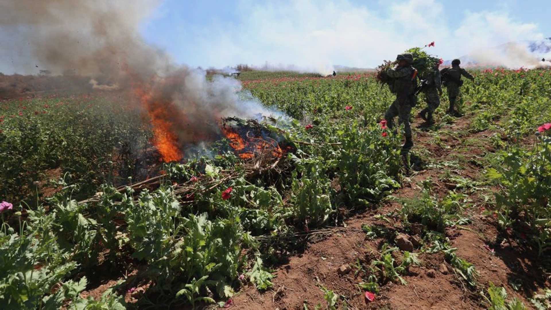 Foto: Cortesía Operativos del Ejército Mexicano destruyen 232 plantíos de amapola y mariguana