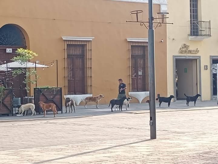 Urge OCPA homologación de multas por maltrato animal en Tlaxcala 