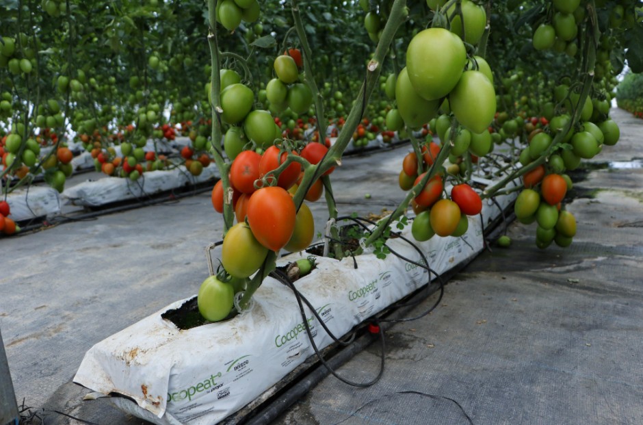 Foto: Cortesía Puebla impulsará la transformación del jitomate con centro agroindustrial