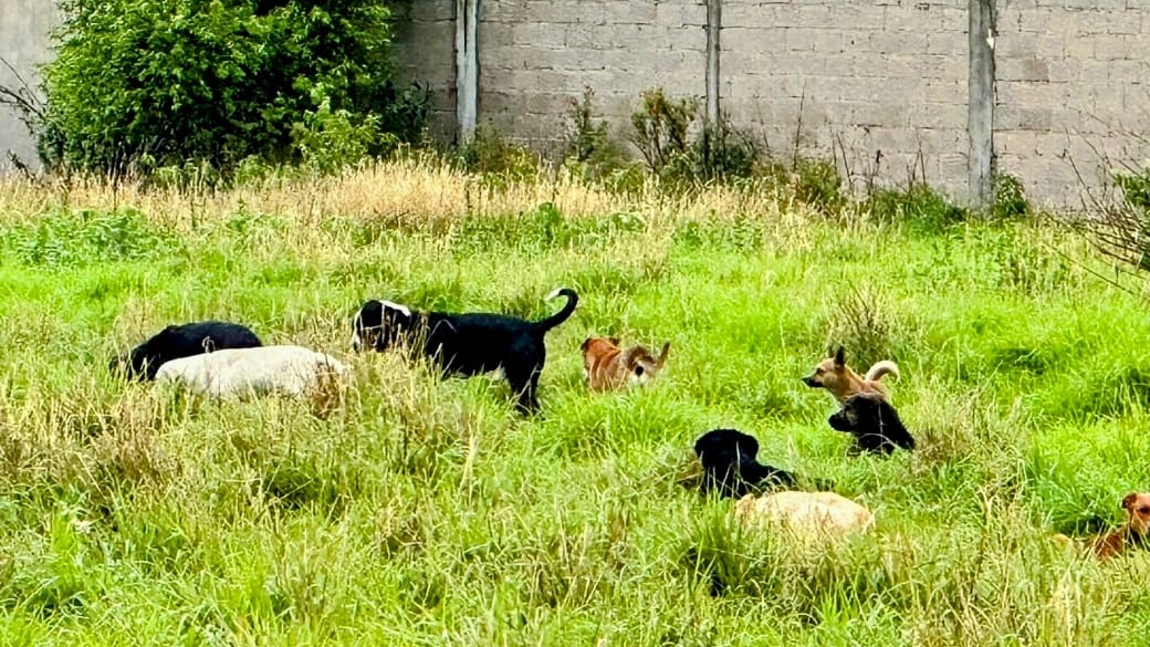 Foto: Cortesía Multas por maltrato animal en Tlaxcala: ¿por qué son tan bajas?