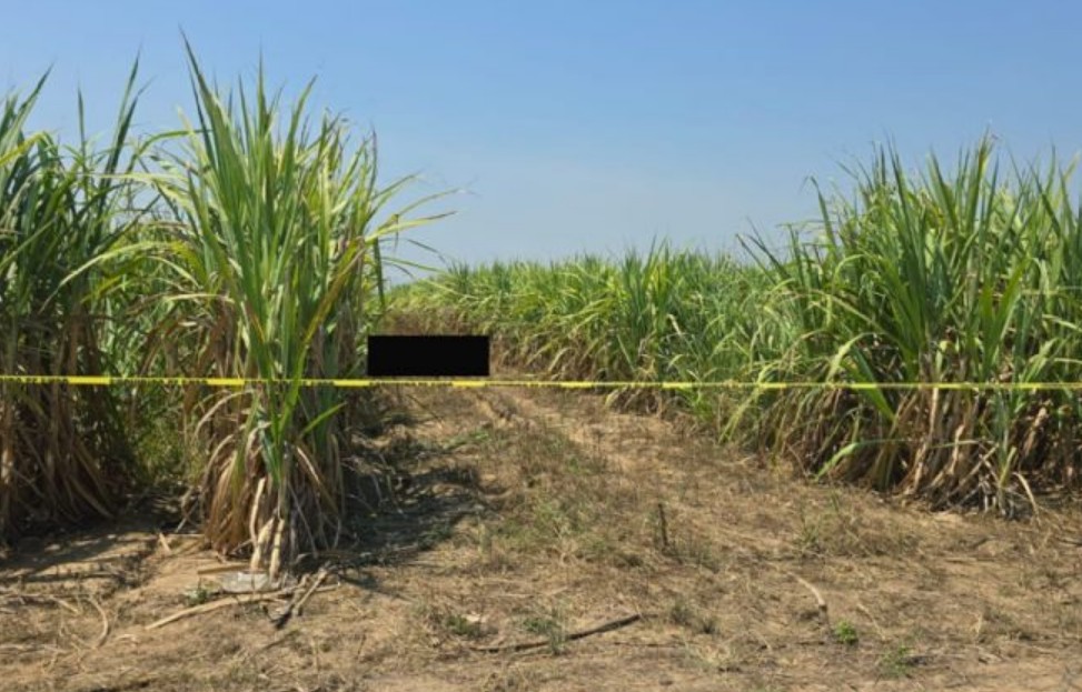 Foto: Cortesía Macabro hallazgo en cañal de Cárdenas, Tabasco