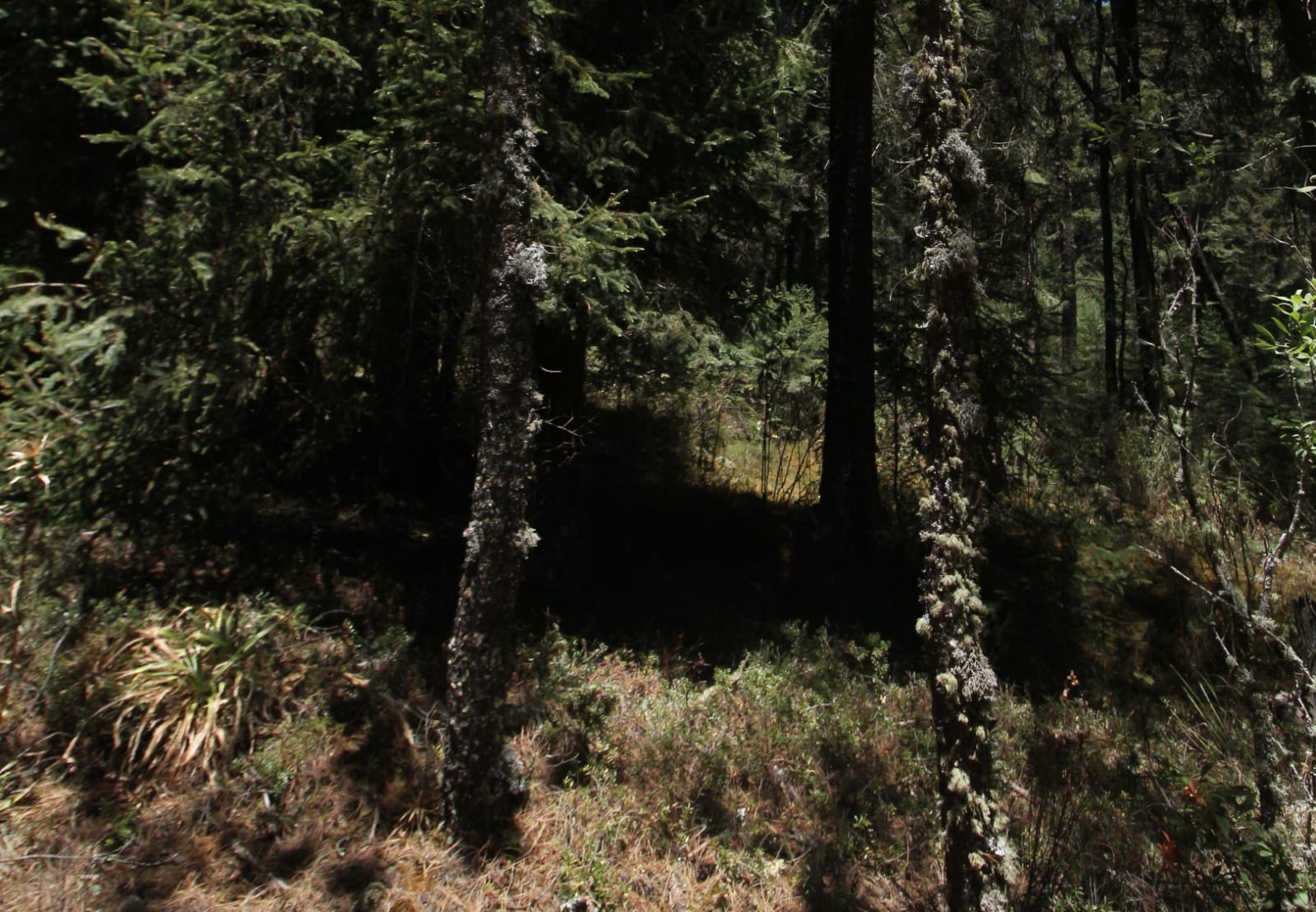 Foto: Cortesía  Inauguran Centro de Promoción Ambiental "Tepachcatl" en Tlaxcala para Combatir Incendios Forestales
