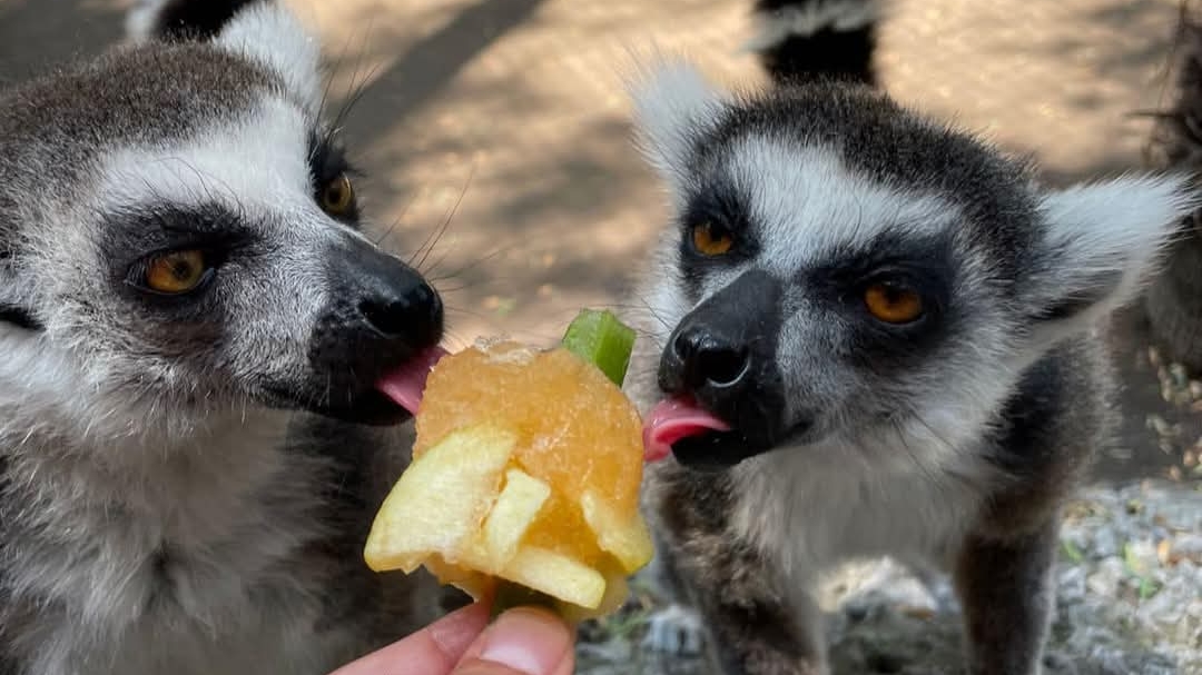 Zoológico del Altiplano: Cambiar la mentalidad para proteger la fauna local