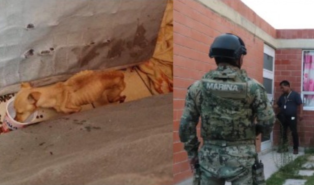 Foto: Cortesía Realizan primer cateo por maltrato animal en Puebla