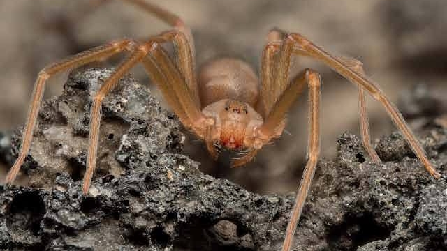 Alertan en Tlaxcala por aumento de picaduras de araña violinista