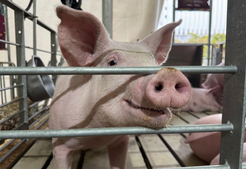 Foto: Cortesía Donación de carne fortalece alimentación en casas del SEDIF Puebla