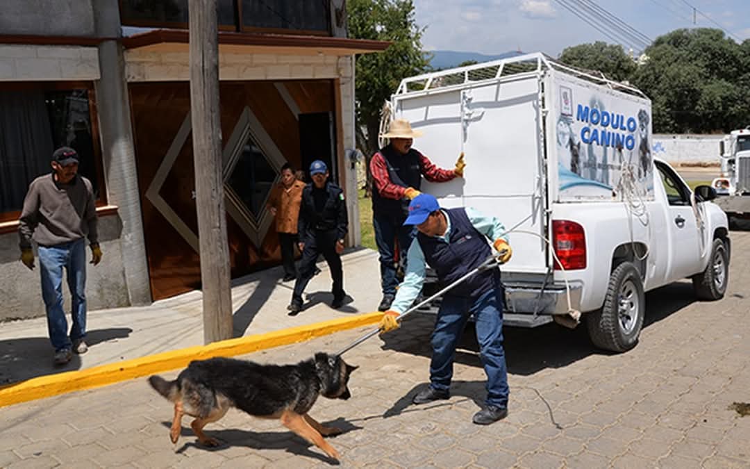 Persiste omisión gubernamental en cumplimiento a Ley de Bienestar Animal: OCPA 