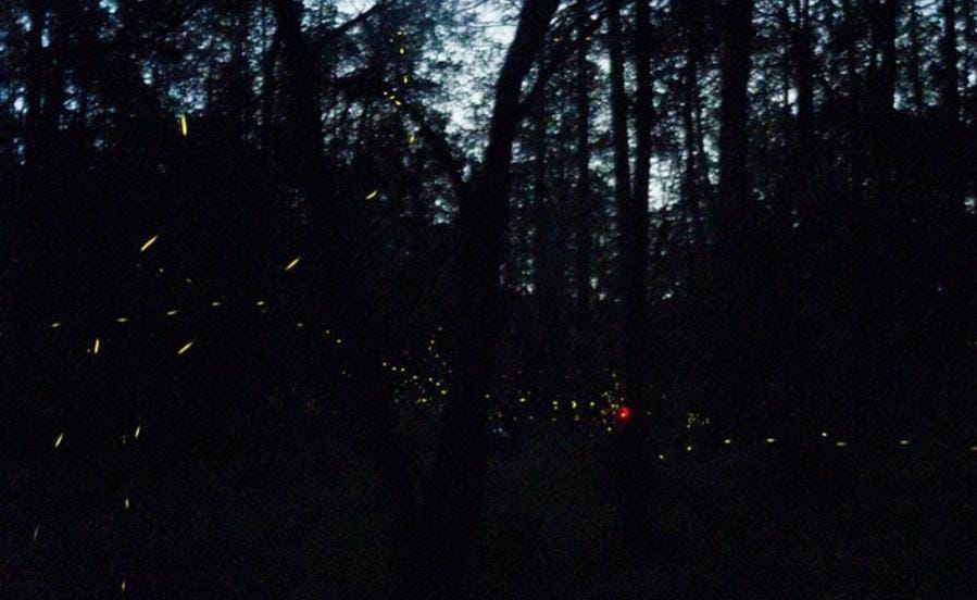 Descubre el mágico avistamiento de luciérnagas en Nanacamilpa, Tlaxcala
