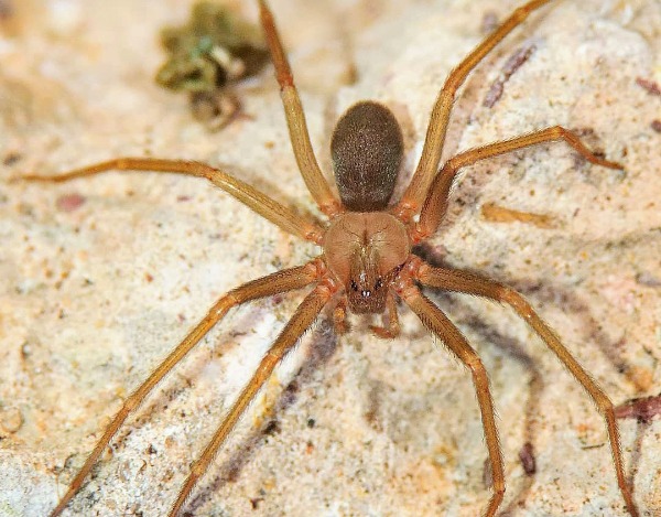 Foto: Cortesía Casos de mordedura de araña violinista incrementaron en Puebla durante 2024