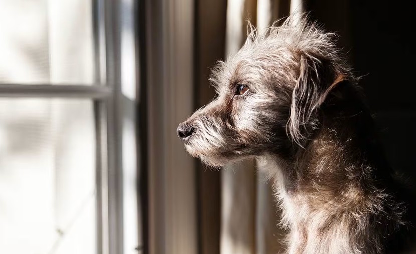 Foto: Cortesía Millones de perros sin hogar en México: la adopción como solución