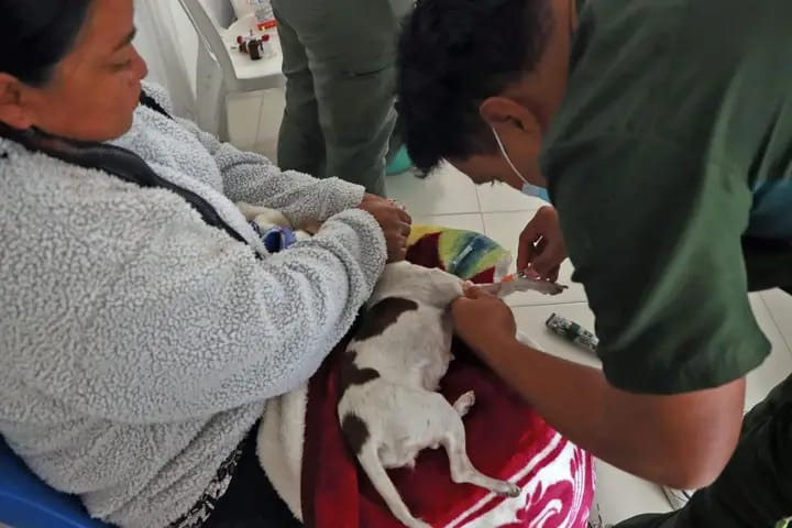 Comunicado oficial En junio continuarán jornadas de esterilización en Cuautlancingo