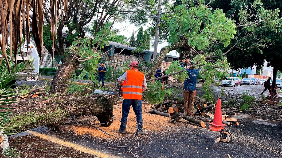 Foto: Cortesía Lluvias provocan caída de árboles y obstrucción de vialidades en Puebla capital
