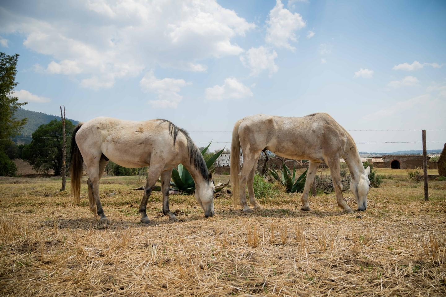 Foto: Cortesía Cuacolandia se muda a Tlaxco, Tlaxcala para crecer y salvar más equinos