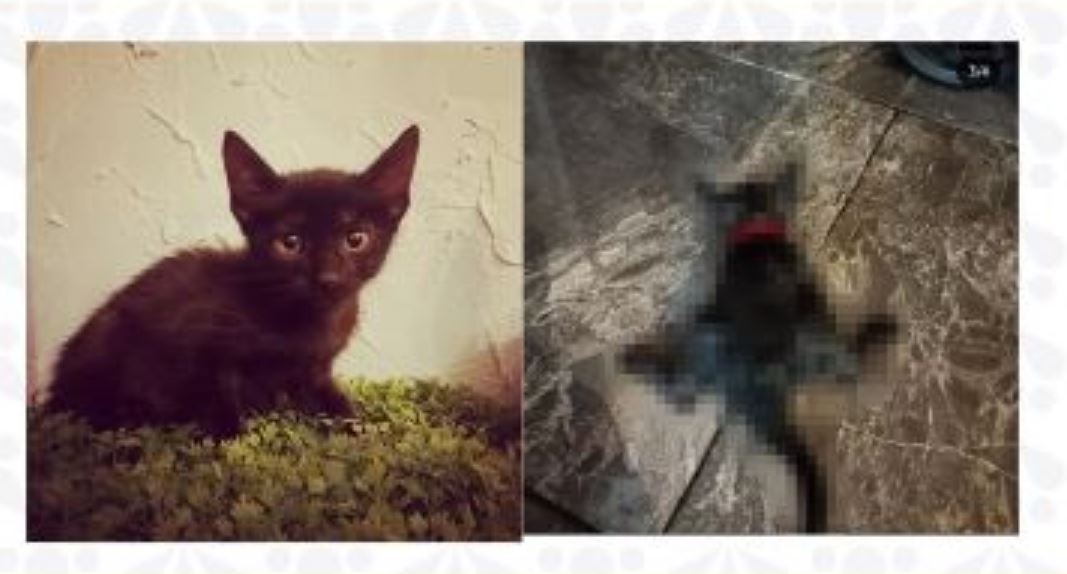 Foto: Cortesía Vinculan a proceso a hombre por delito de crueldad animal en Puebla