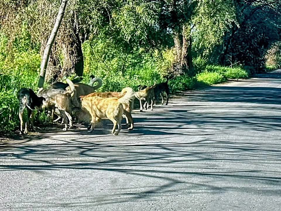 Necesario elevar Protección Animal a rango Constitucional en Tlaxcala: OCPA 