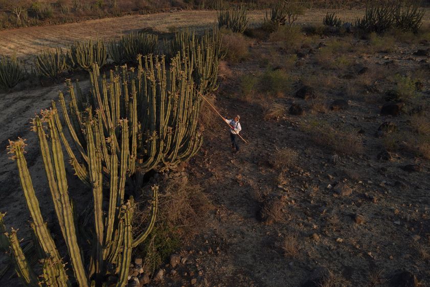 Foto: Cortesía Amacueca celebra la riqueza cultural en el Festival de la Pitaya 2025