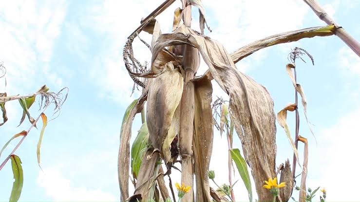 Inicia el ciclo agrícola primavera-verano 2025 en Tlaxcala: Clave para la producción