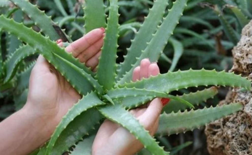 Foto: Cortesía Aloe vera: conoce los efectos secundarios y cómo evitar complicaciones
