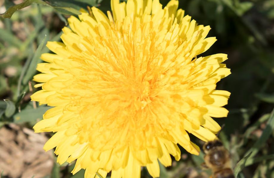 Foto: Cortesía Diente de león: un aliado natural para cuidar los riñones y la digestión