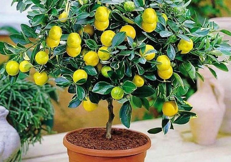 Foto: Cortesía ¿Cómo hacer que tu limonero florezca y produzca más frutos?