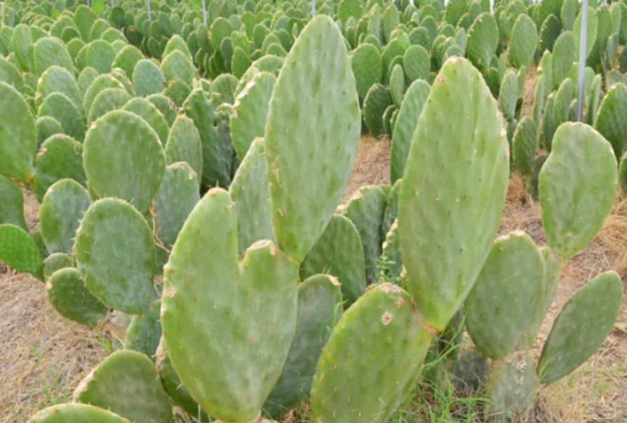 El nopal: un superalimento mexicano con múltiples beneficios