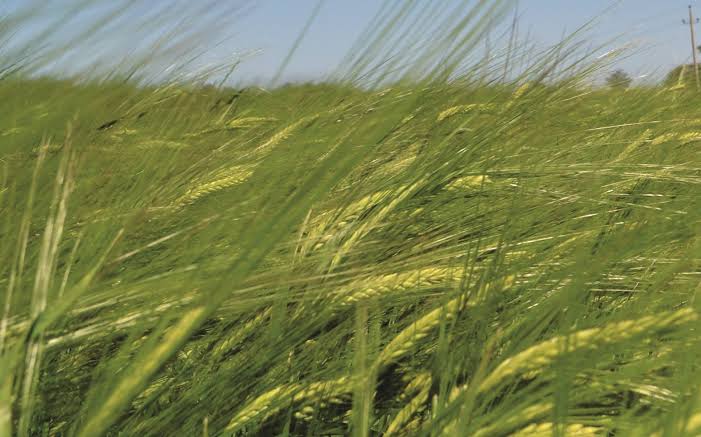 Productores de cebada logran precio justo con cervecera en Tlaxcala