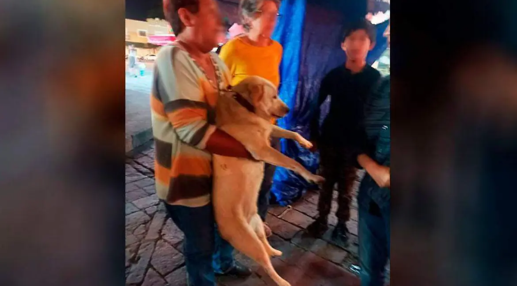 Rescate y adopción de perros callejeros en Tlaxcala: acción en marcha