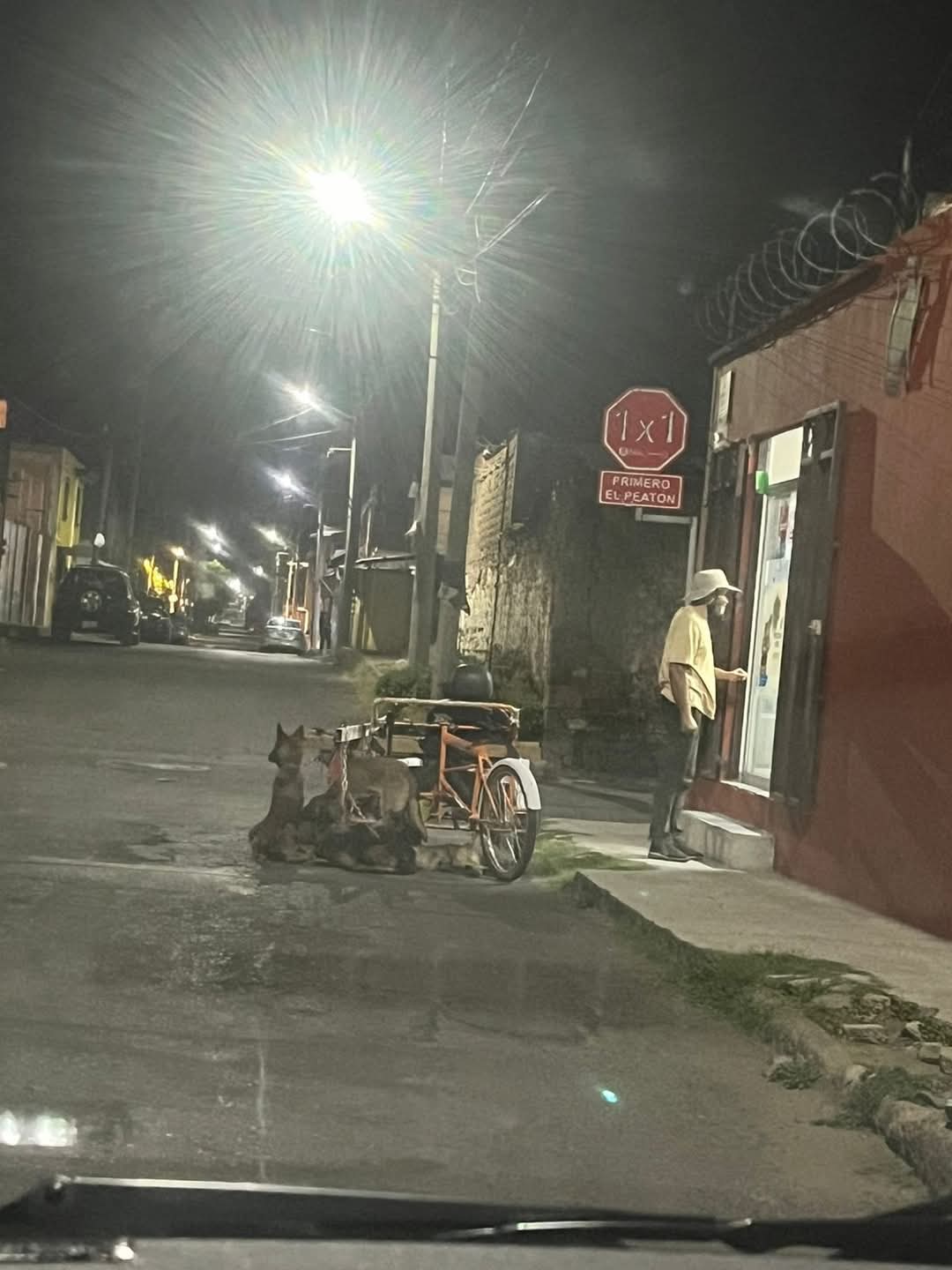 rescatan 7 caninos spch 3