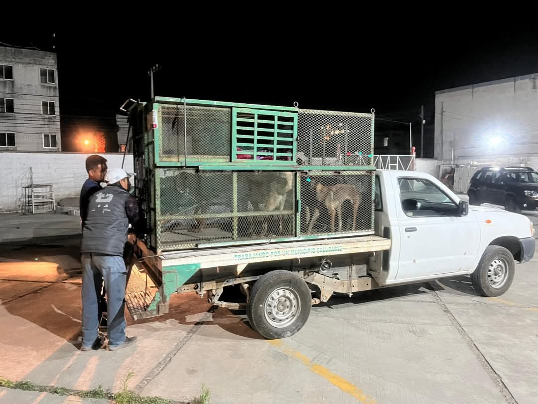 rescatan 7 caninos spch 4