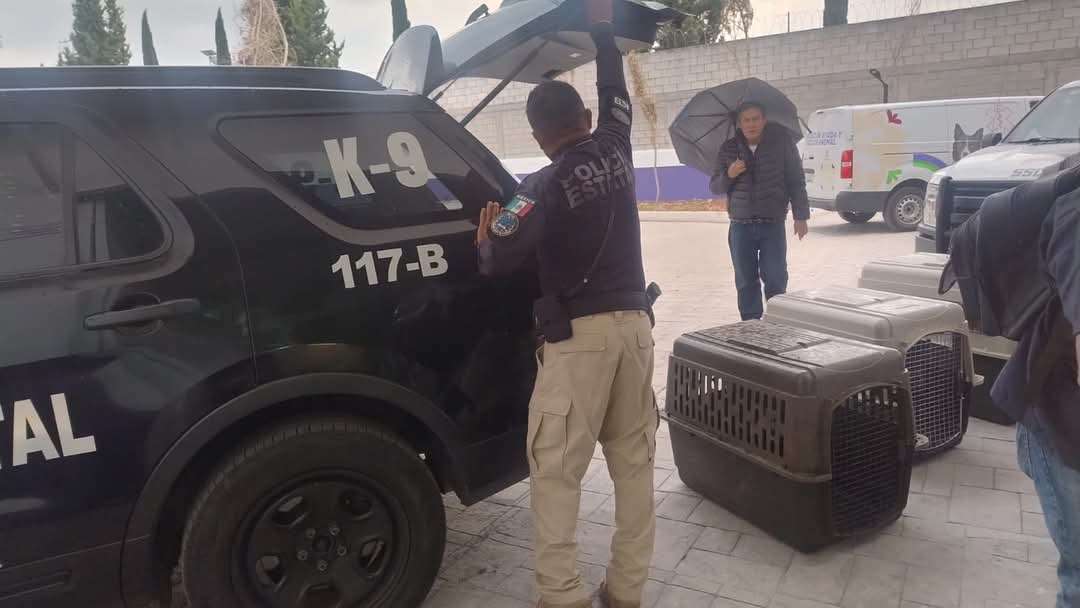 Foto: Cortesía Pondrán en adopción a canes que circulaban en la Capital Tlaxcalteca