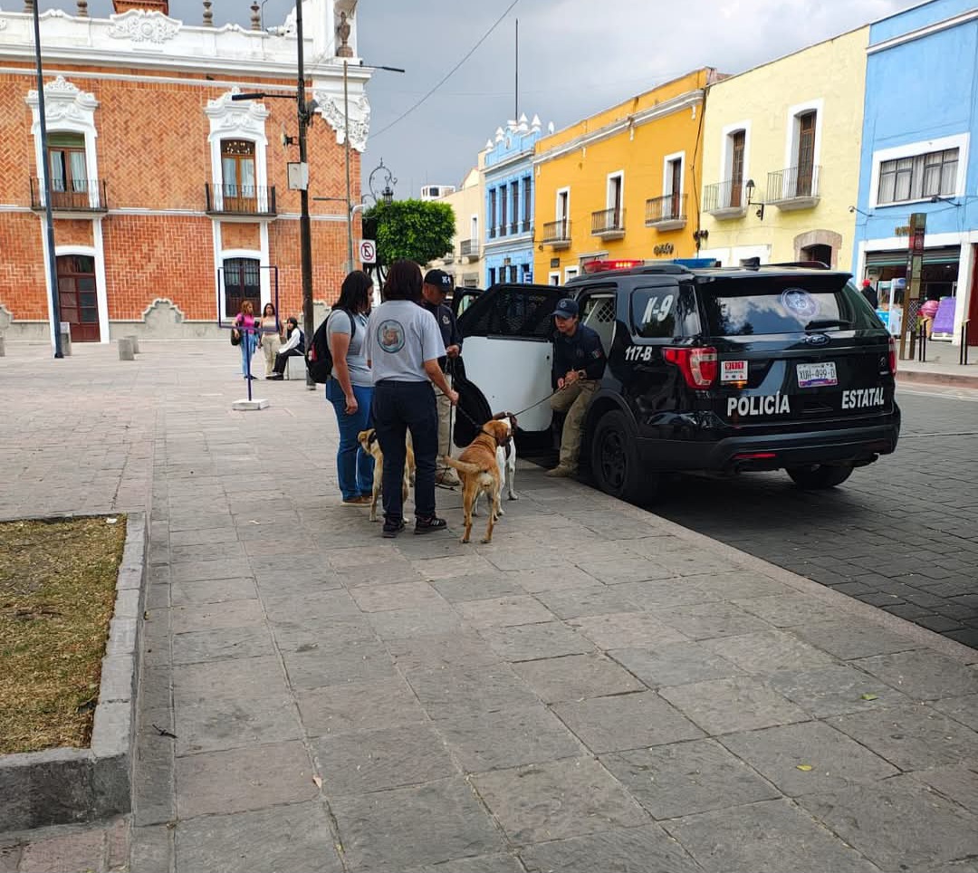 Pondrán en adopción a canes que circulaban en la Capital Tlaxcalteca 