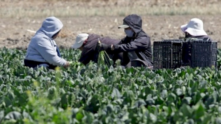 Campesinos quedan fuera del Podebis en Tlaxcala: Sedeco dice “ya no hay espacio”