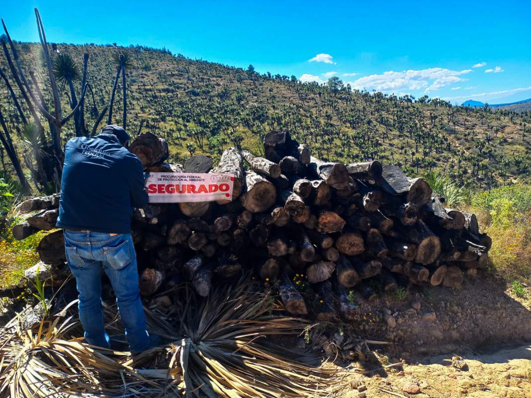 Profepa revienta predio en Huamantla y asegura toneladas de palma ilegal