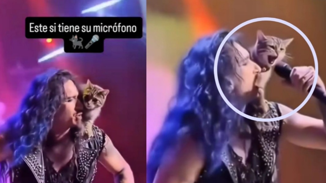 El felino que se robó el escenario sin pedir permiso