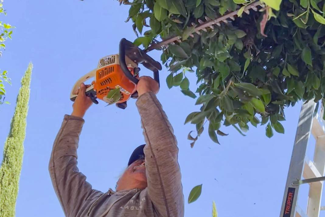Tlaxcala deja irreconocible la Plaza Juárez con fuerte jornada de poda