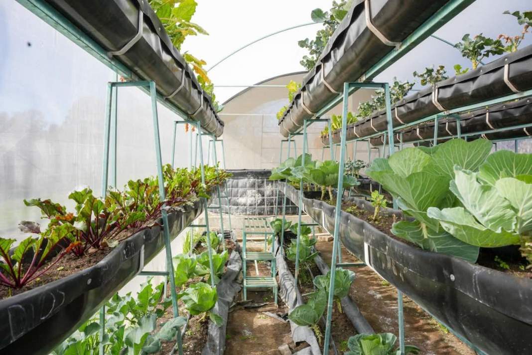 laxcala rompe récord y transforma la alimentación de miles de familias