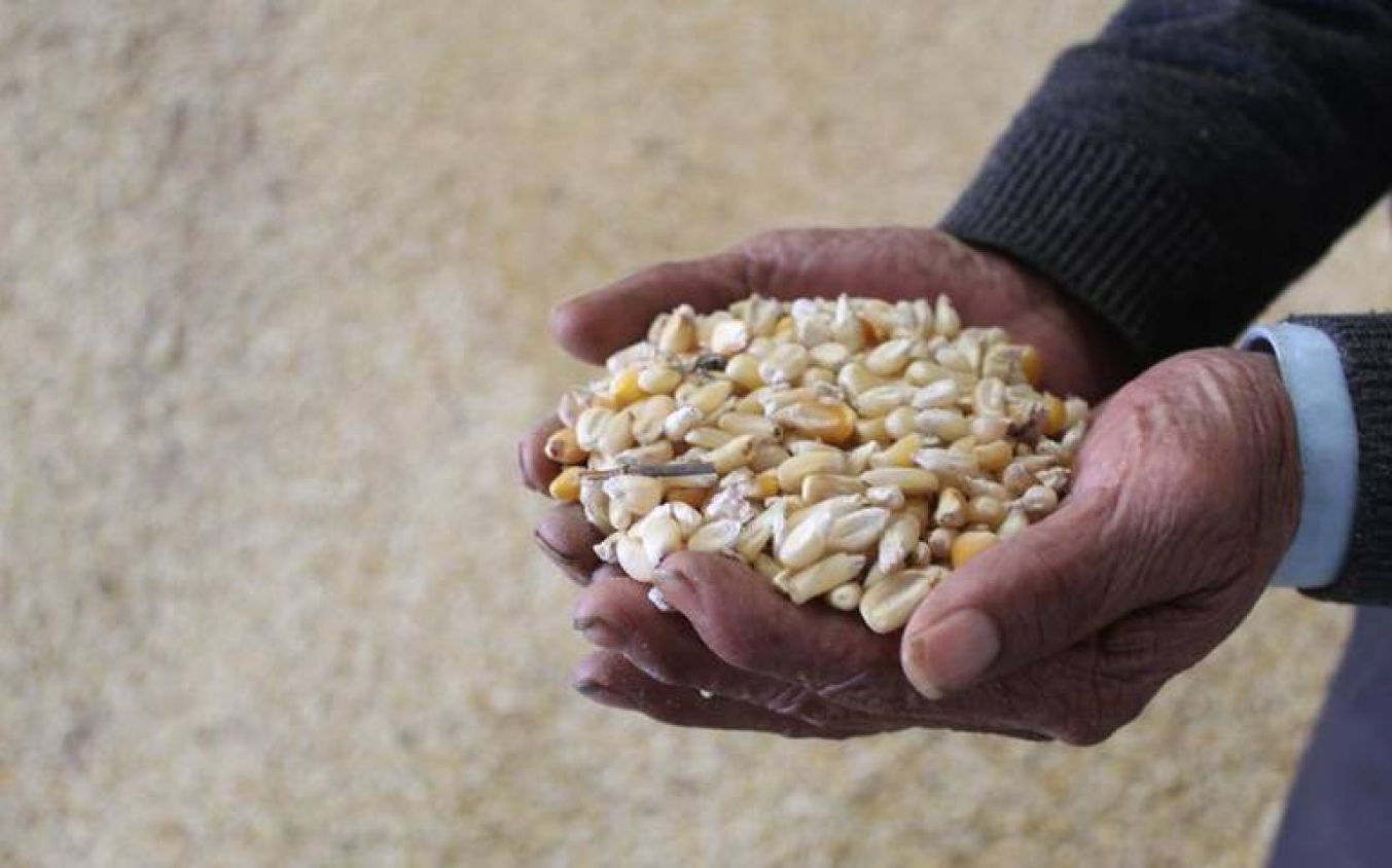 Pueblos exigen frenar transgénicos y defender semillas nativas en el T-MEC