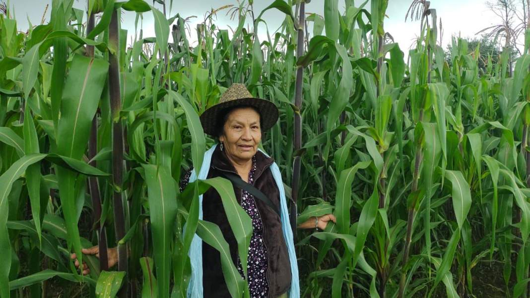 Tlaxcala impulsa millonario apoyo al maíz blanco y sorprende al campo 2026