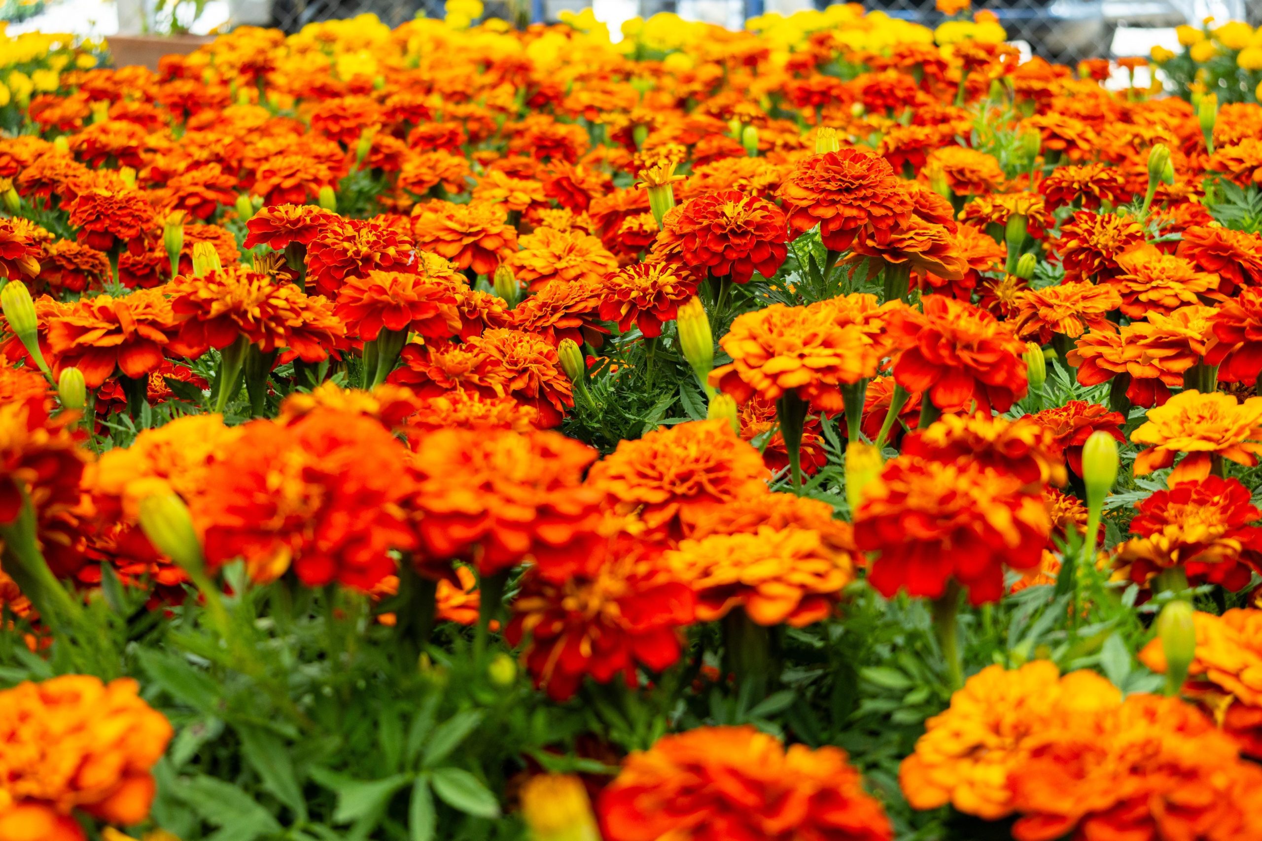 Puebla impulsa reciclaje de flores de cempasúchil con modelo de economía circular