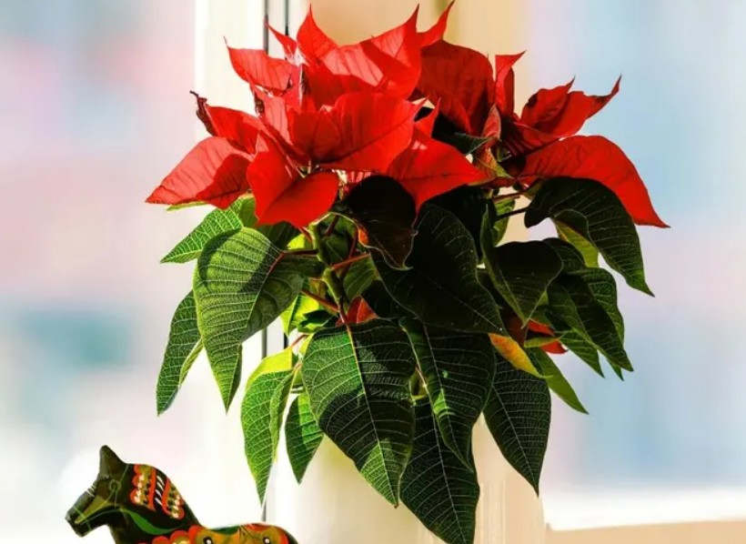 El símbolo que anuncia la Navidad