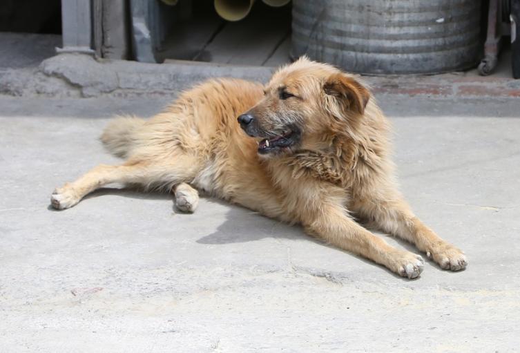 OCPA impulsa modelo educativo y normativo para reducir abandono de perros